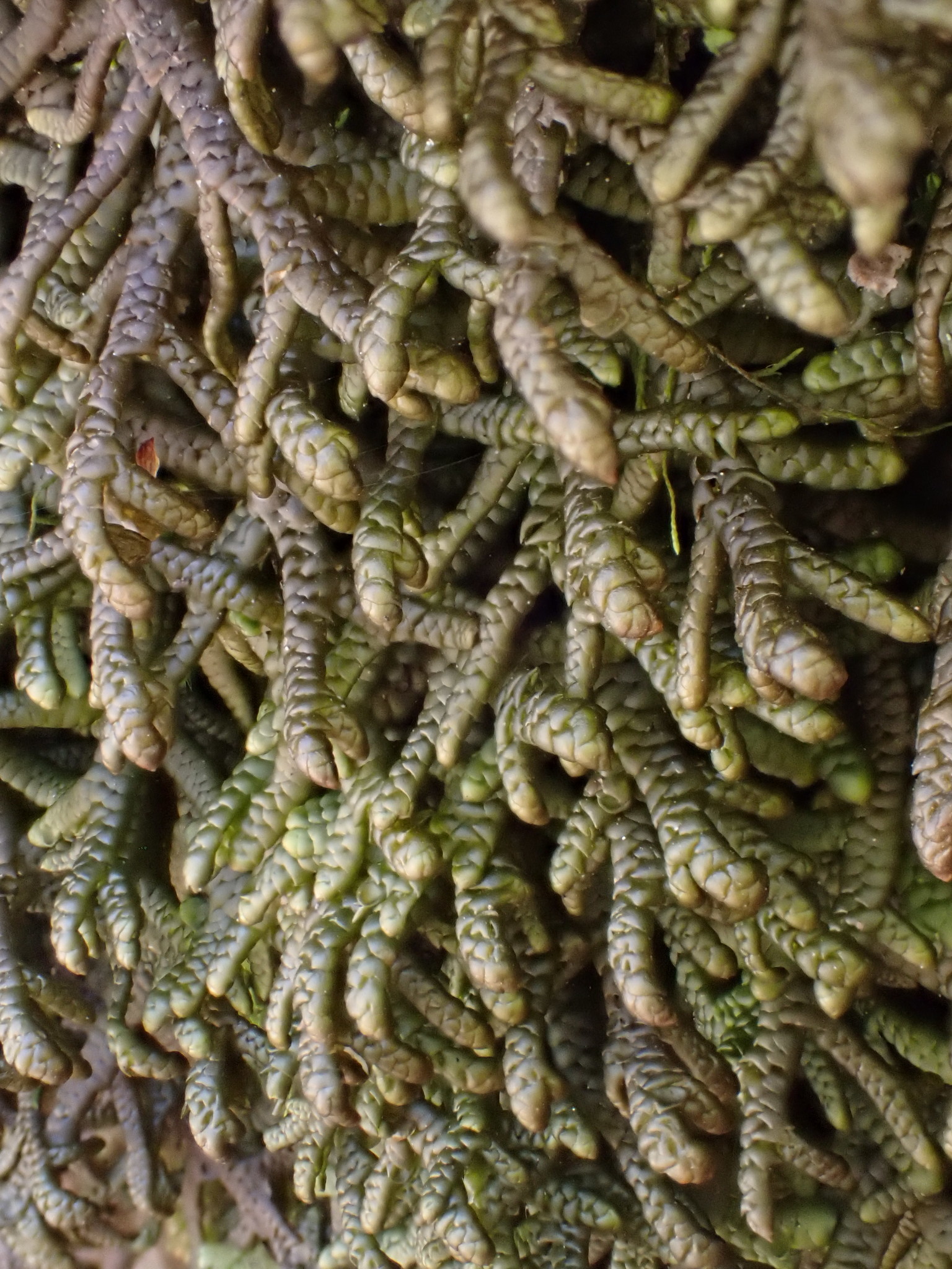 Porella arboris-vitae
