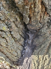 Enterobacter cloacae