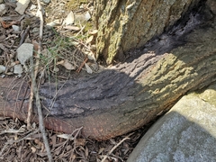 Enterobacter cloacae