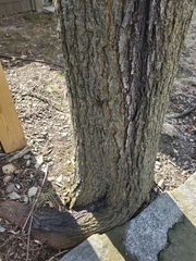 Enterobacter cloacae