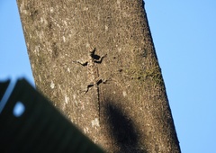 Draco blanfordii