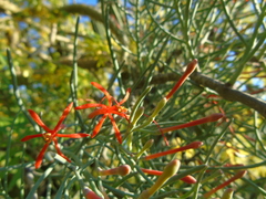 Psittacanthus sonorae