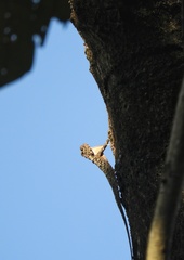 Draco blanfordii