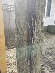 Enterobacter cloacae