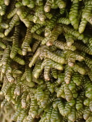 Porella arboris-vitae