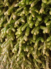 Porella arboris-vitae