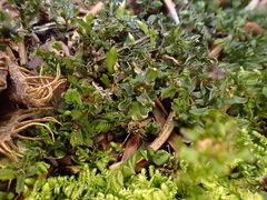 Mnium spinosum