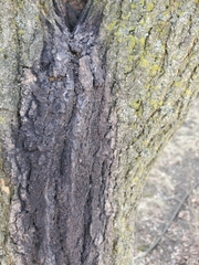 Enterobacter cloacae