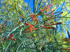 Psittacanthus sonorae