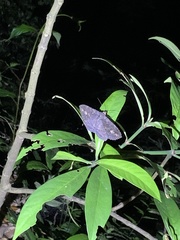 Anisoneura