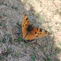 Nymphalis xanthomelas fervescens