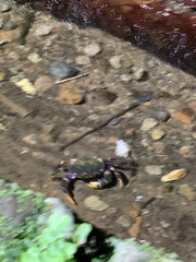 Geothelphusa miyazakii