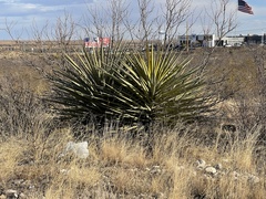 Yucca faxoniana