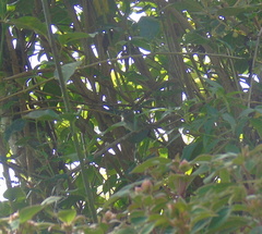 Pogonotriccus difficilis