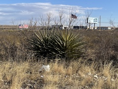 Yucca faxoniana