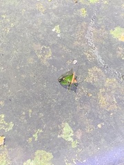 Anaca fasciata