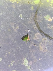 Anaca fasciata