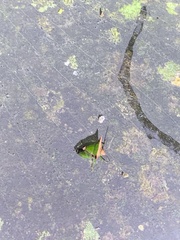 Anaca fasciata