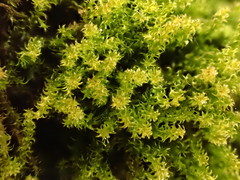 Campylophyllum halleri
