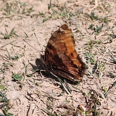 Nymphalis xanthomelas fervescens