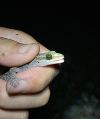Cyrtodactylus cayuensis