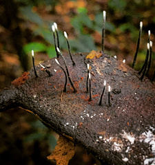 Xylaria ianthinovelutina
