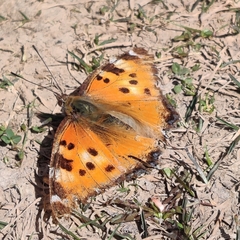 Nymphalis xanthomelas fervescens