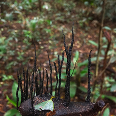 Xylaria ianthinovelutina