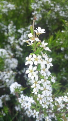 Spiraea thunbergii