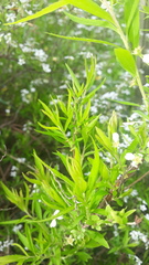 Spiraea thunbergii