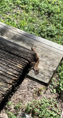 Anolis sagrei
