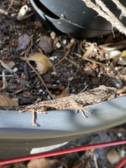 Anolis sagrei
