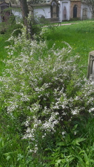 Spiraea thunbergii