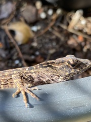 Anolis sagrei