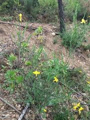 Cytisus grandiflorus