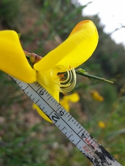 Cytisus grandiflorus