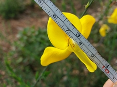 Cytisus grandiflorus