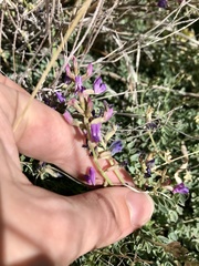 Astragalus nothoxys