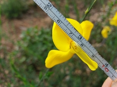 Cytisus grandiflorus