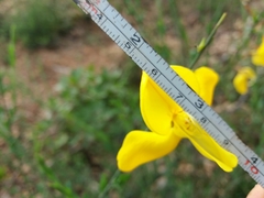 Cytisus grandiflorus