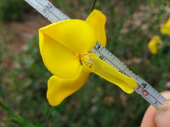 Cytisus grandiflorus