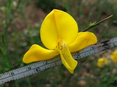 Cytisus grandiflorus