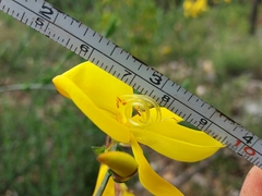 Cytisus grandiflorus