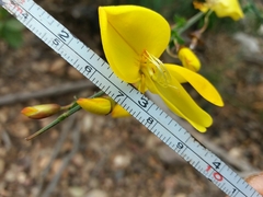Cytisus grandiflorus