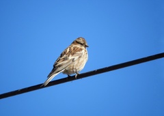Leucosticte nemoricola