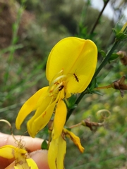 Cytisus grandiflorus