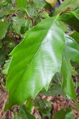 Castanopsis formosana