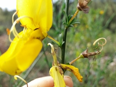 Cytisus grandiflorus