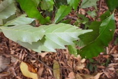 Castanopsis formosana