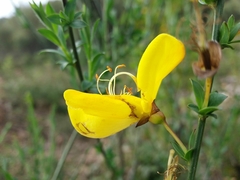 Cytisus grandiflorus